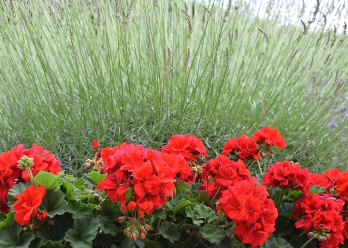 Szivarvany Vendeghaz